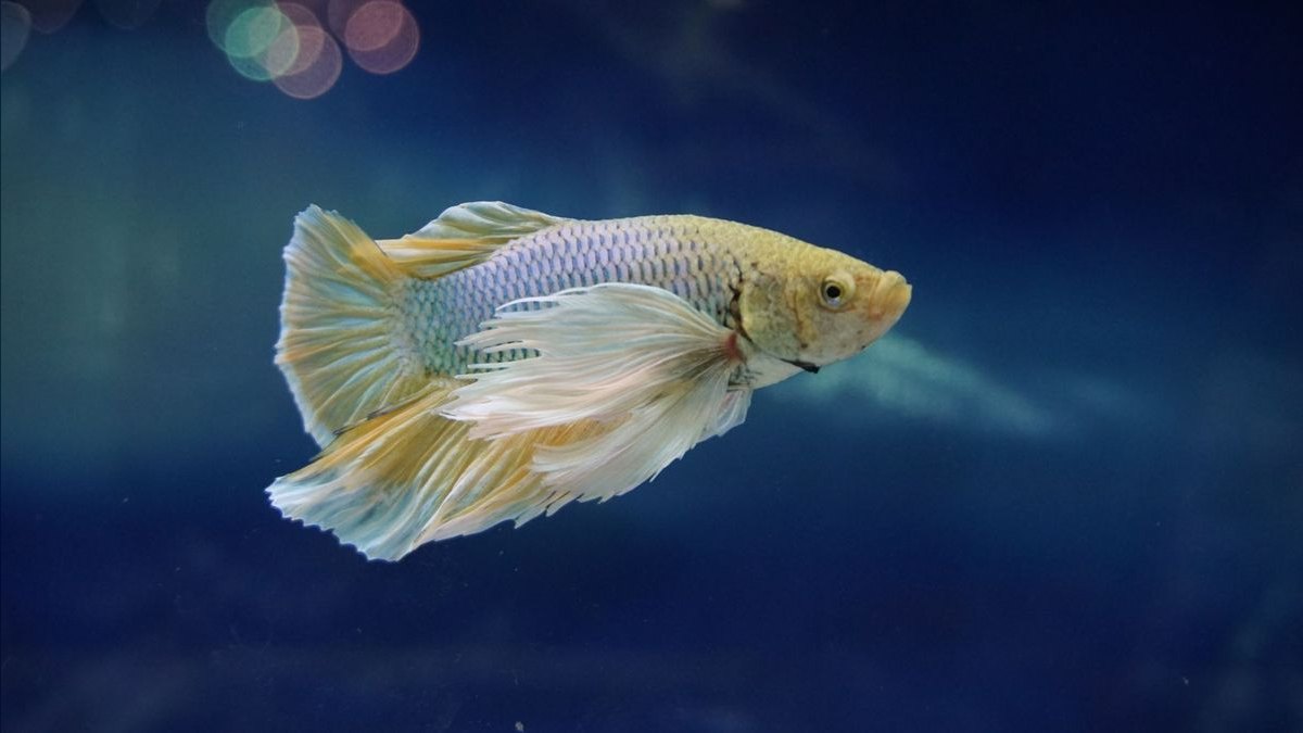 Top 10 Betta Breeding Tank Setup 2027 — figure 5