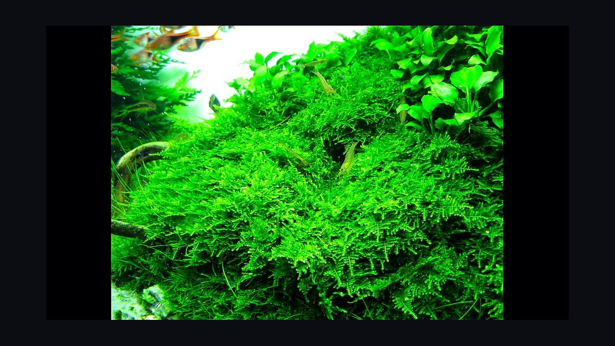 Top 10 Planted Tank CO2 Diffusers 2027 — figure 10
