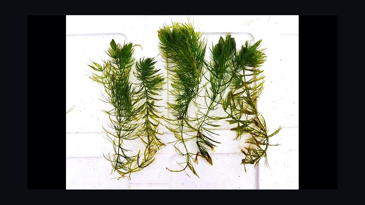 Top 10 Planted Tank CO2 Diffusers 2027 — figure 8