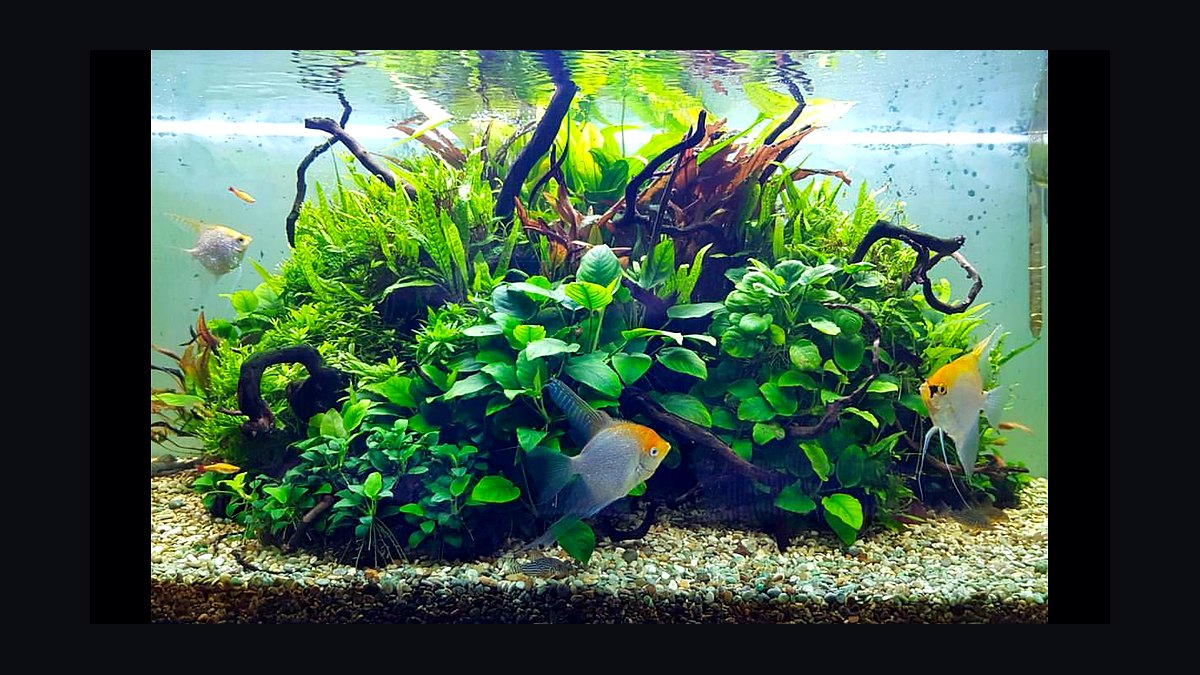Top 10 Planted Tank CO2 Diffusers 2027