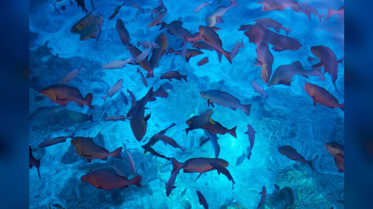 Top 10 Aquarium Surface Skimmers 2027 — figure 3