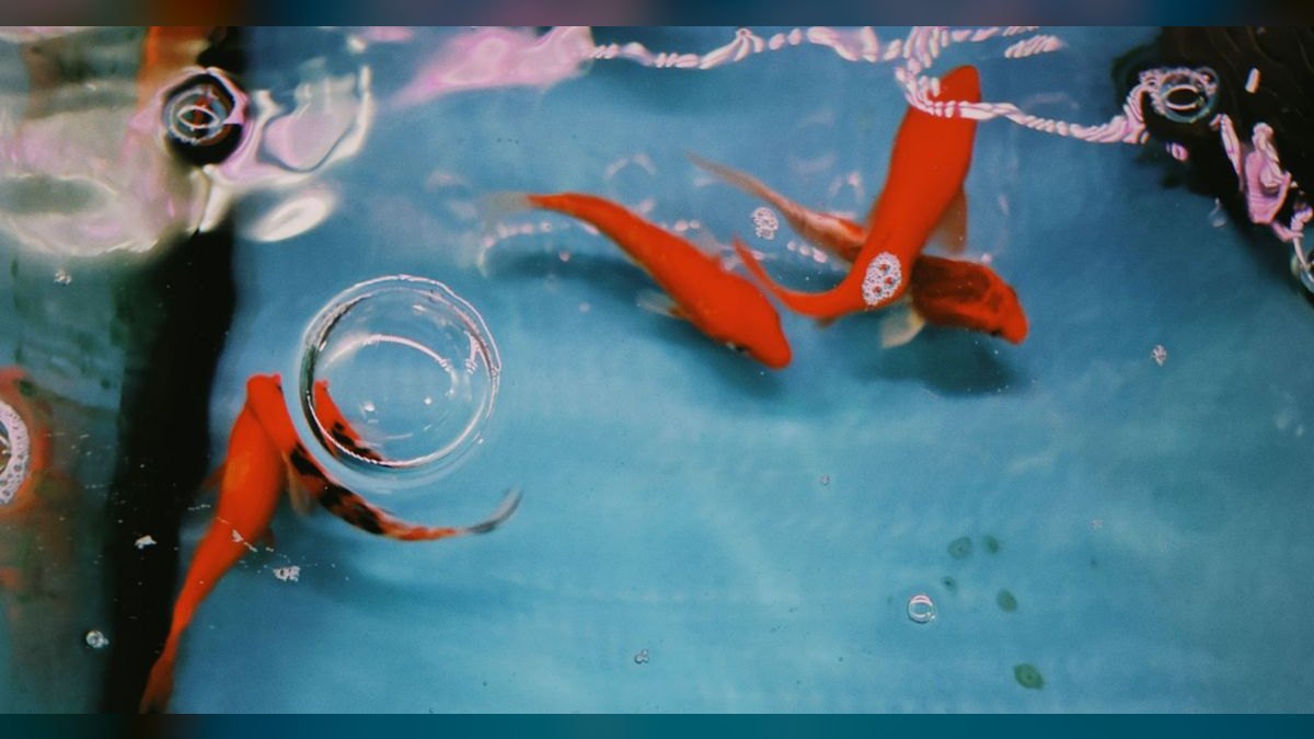 Top 10 Aquarium Surface Skimmers 2027
