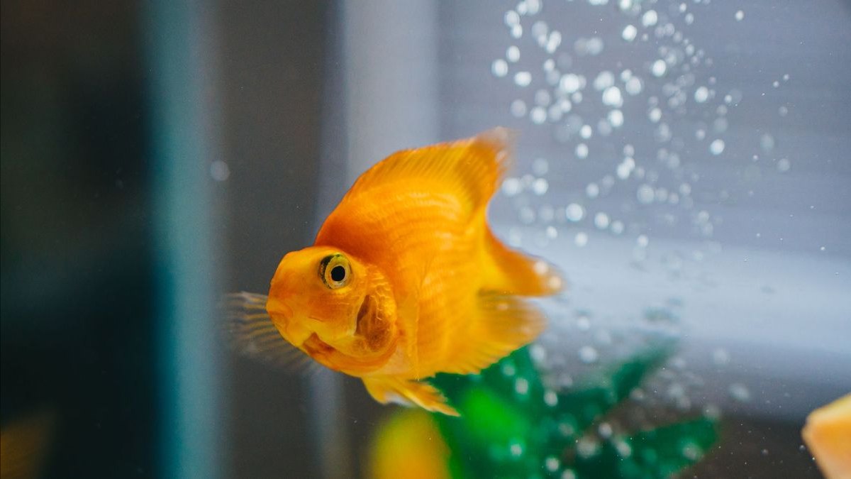 Top 10 Aquarium Insulation Methods 2027 — figure 4