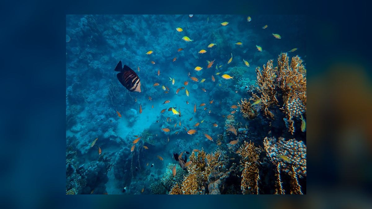 Top 10 Red Sea Reefer Alternatives 2027 — figure 1