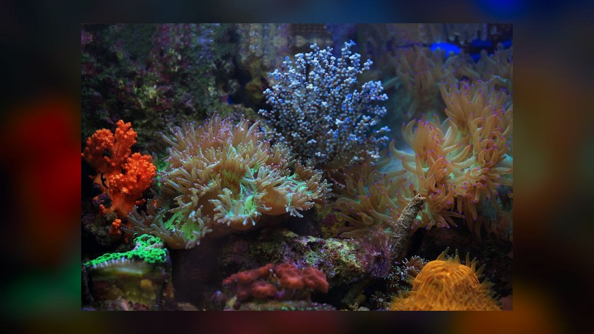 Top 10 Red Sea Reefer Alternatives 2027 — figure 3