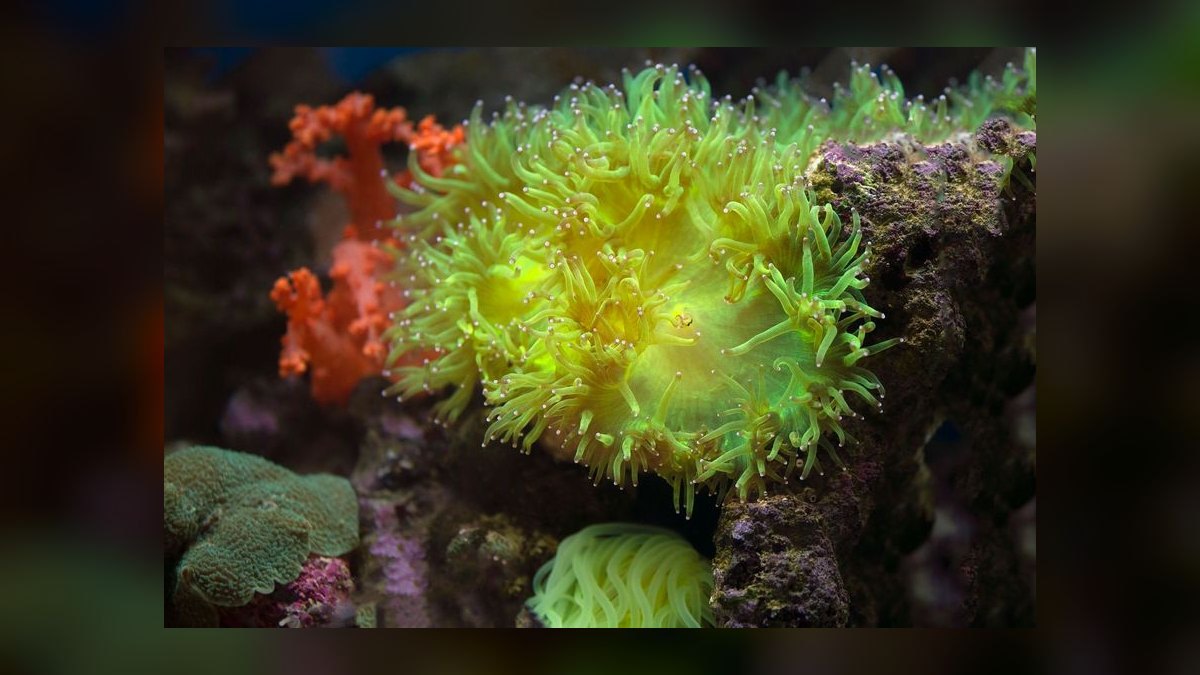 Top 10 Red Sea Reefer Alternatives 2027 — figure 6