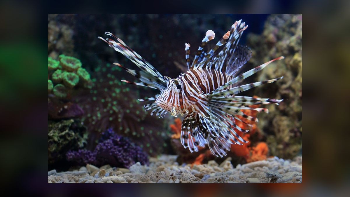 Top 10 Waterbox Aquarium Systems 2027 — figure 1