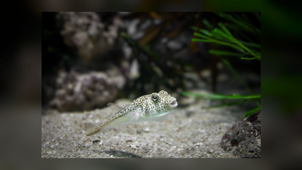 Top 10 Waterbox Aquarium Systems 2027 — figure 7