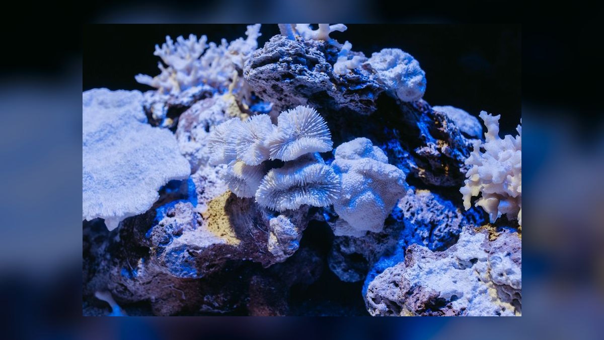 Top 10 Waterbox Aquarium Systems 2027 — figure 8