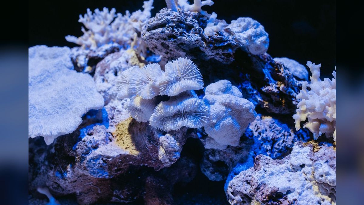 Top 10 Innovative Marine Nano Skimmers 2027 — figure 6