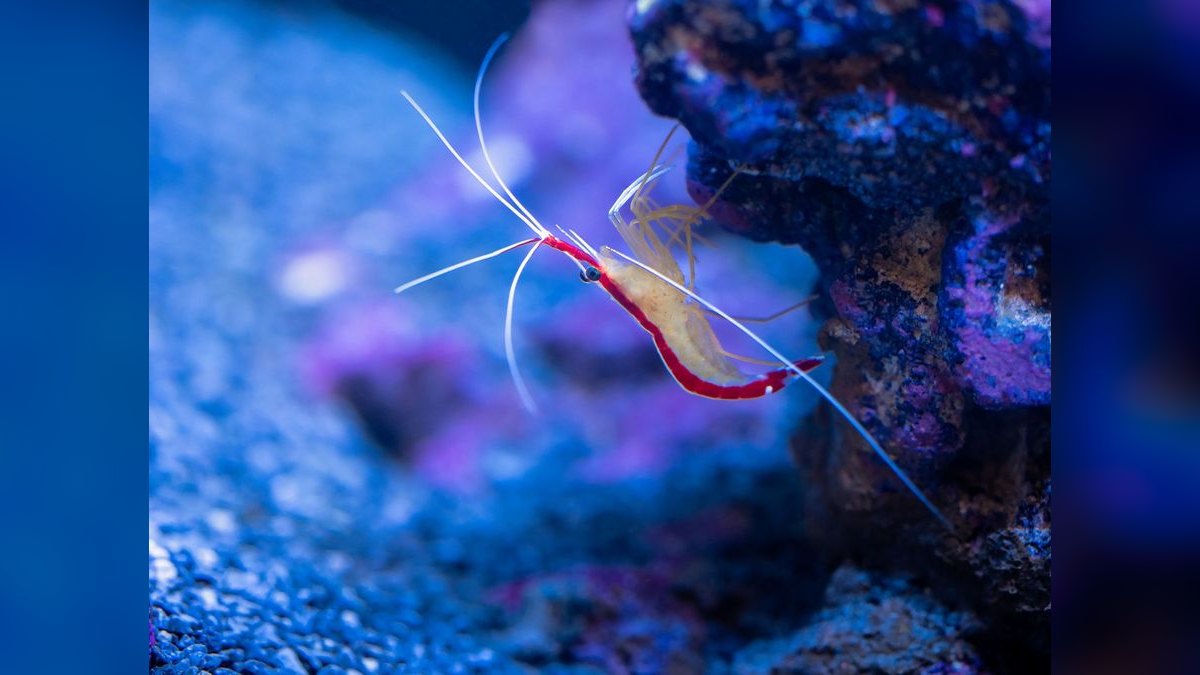 Top 10 Innovative Marine Nano Skimmers 2027