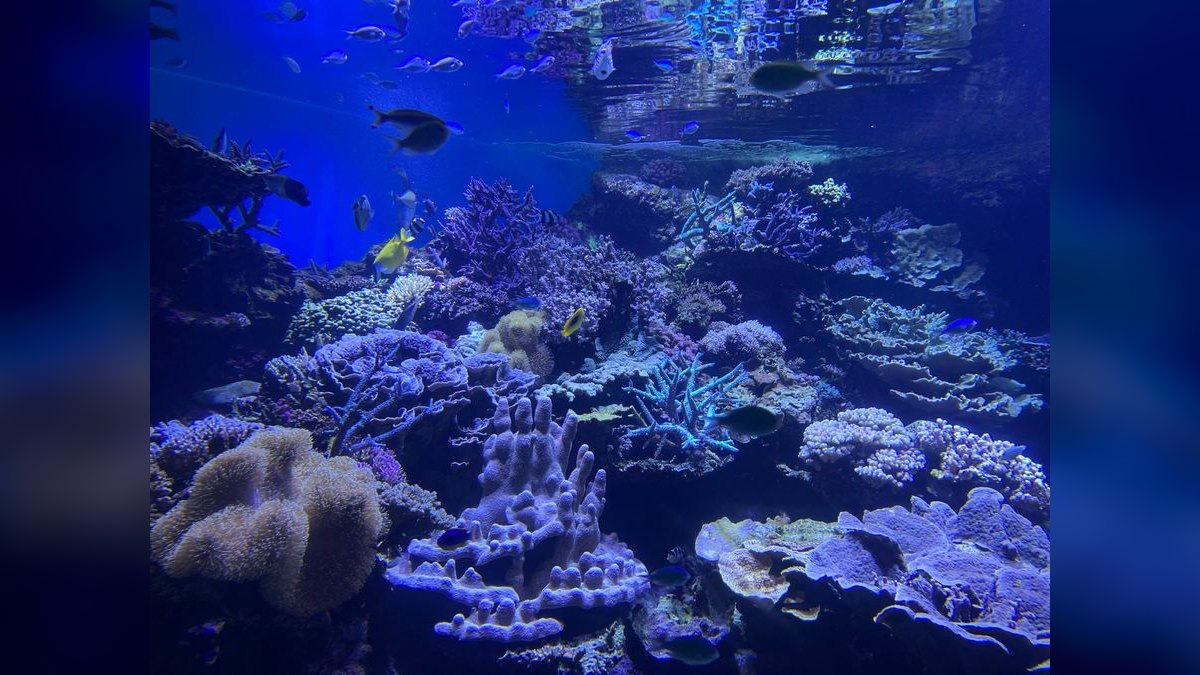 Top 10 Kessil Reef Lights 2027 — figure 3