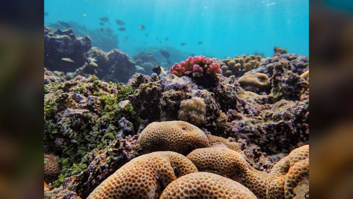 Top 10 Kessil Reef Lights 2027 — figure 6