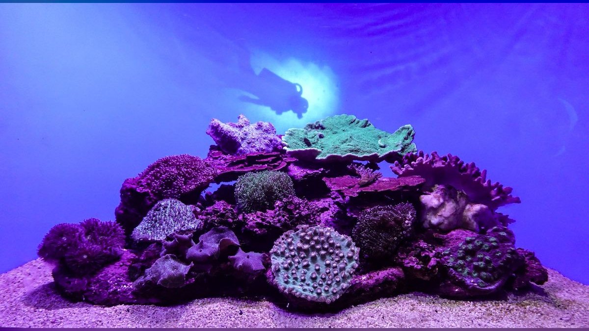 Top 10 Kessil Reef Lights 2027