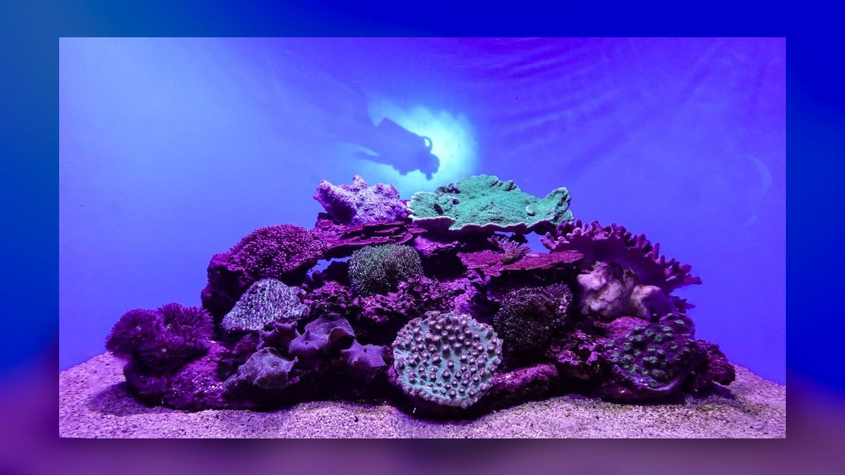 Top 10 T5 HO Reef Lighting 2027 — figure 1