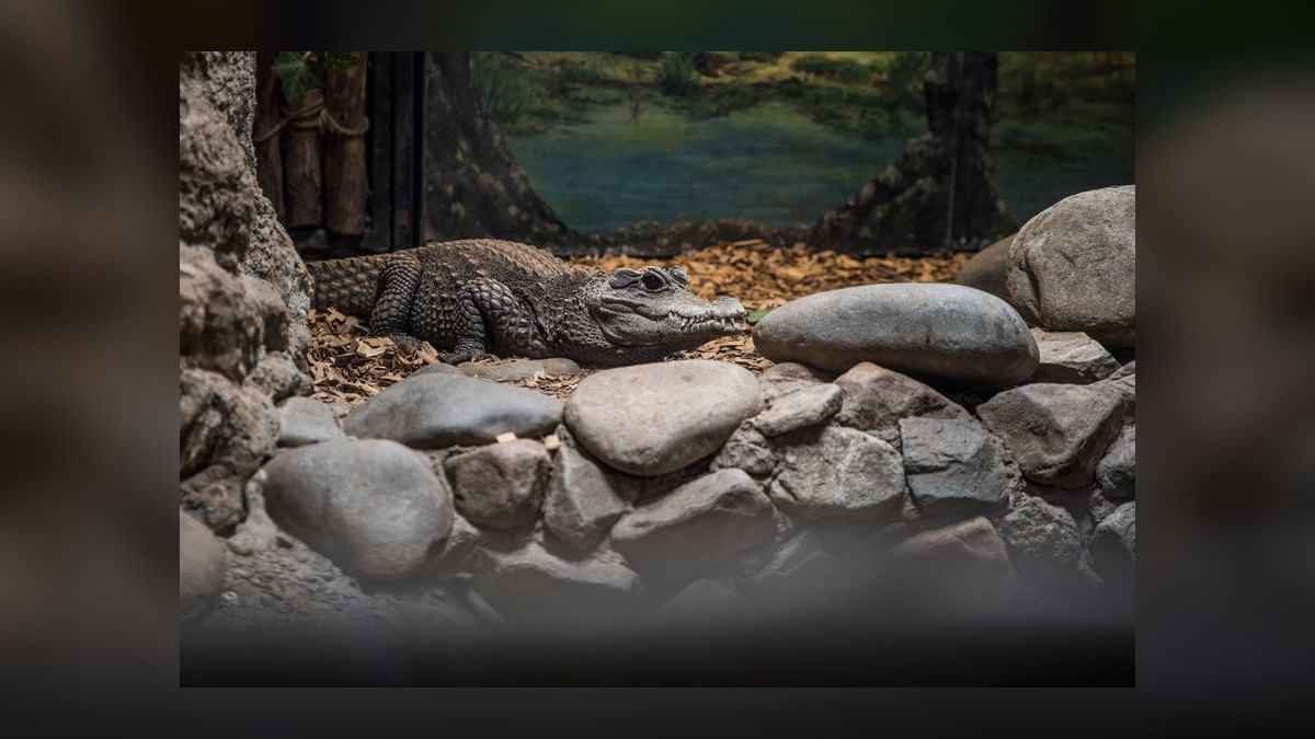 Top 10 Zoo Med Aquatic Products 2027 — figure 10