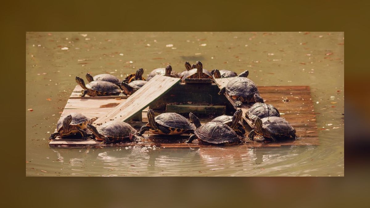 Top 10 Zoo Med Aquatic Products 2027 — figure 2