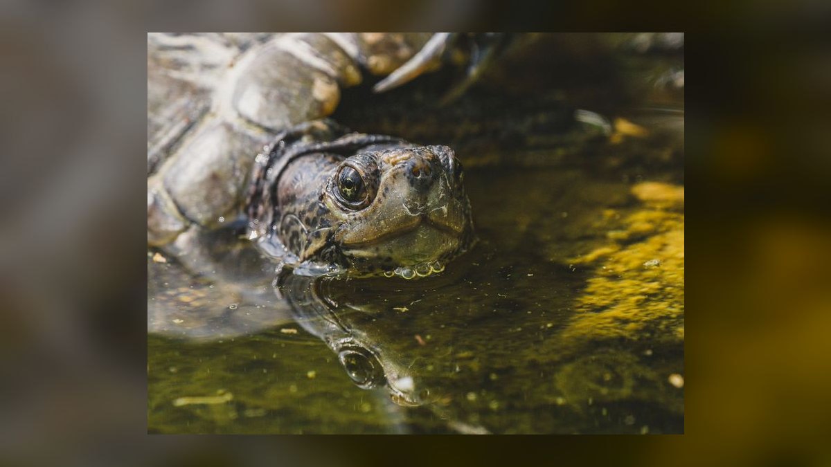Top 10 Zoo Med Aquatic Products 2027 — figure 3