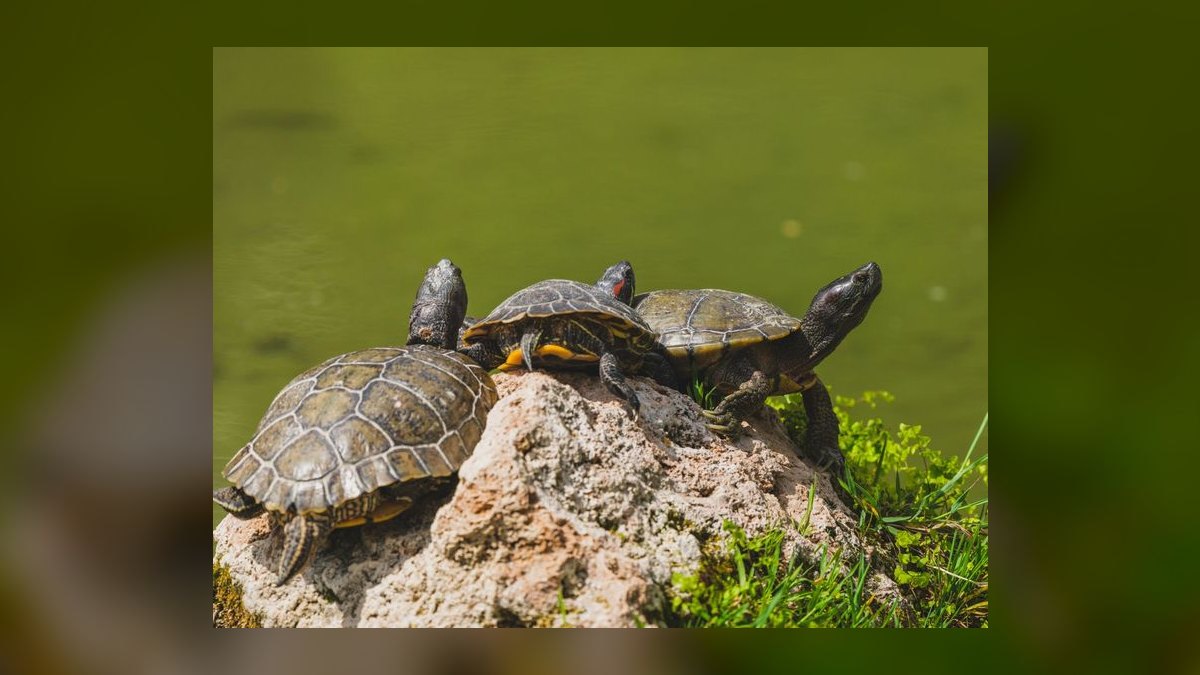Top 10 Zoo Med Aquatic Products 2027 — figure 4