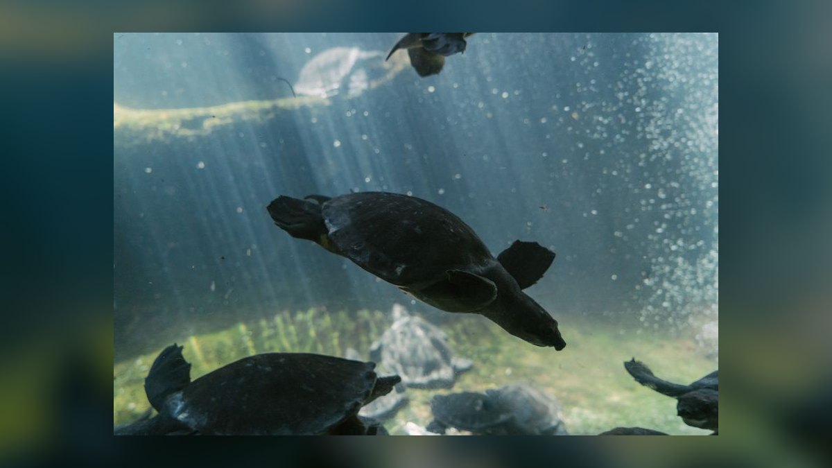 Top 10 Zoo Med Aquatic Products 2027 — figure 5