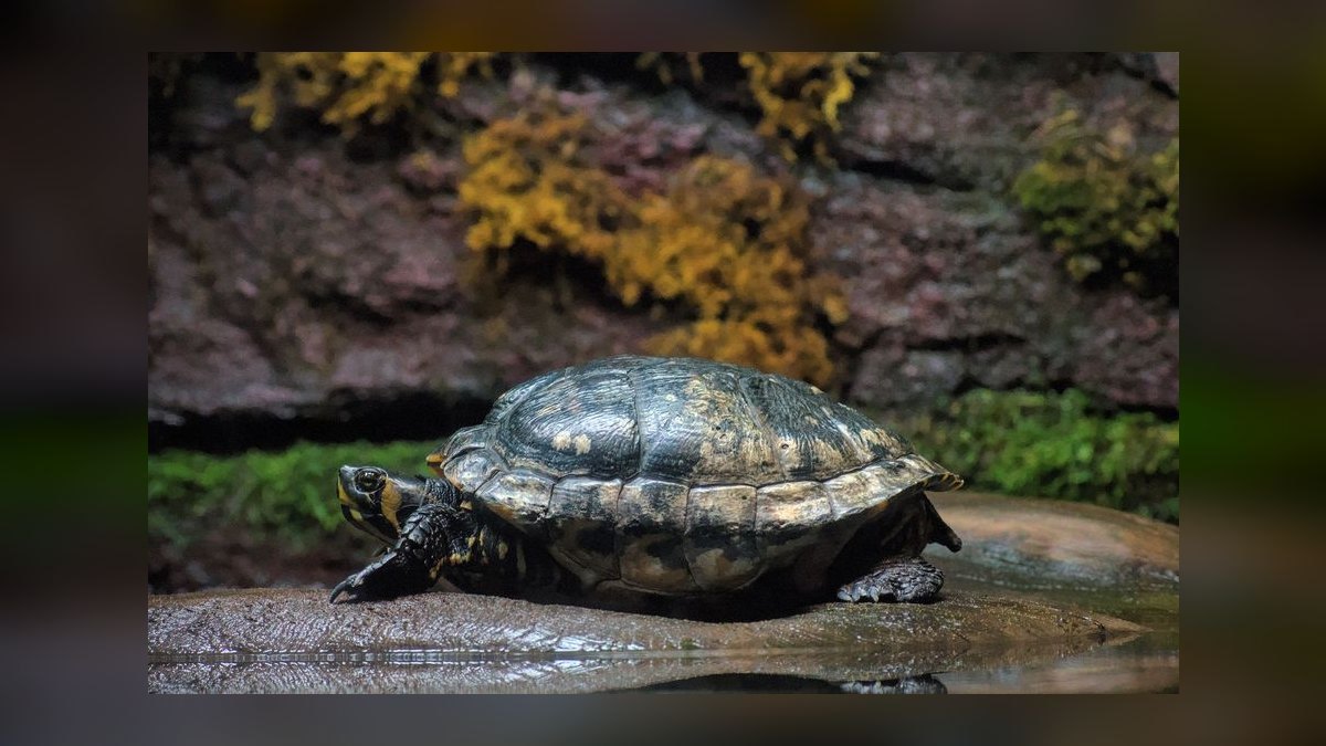 Top 10 Zoo Med Aquatic Products 2027 — figure 6
