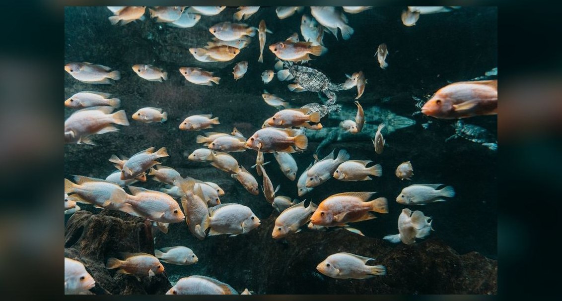 Top 10 Zoo Med Aquatic Products 2027