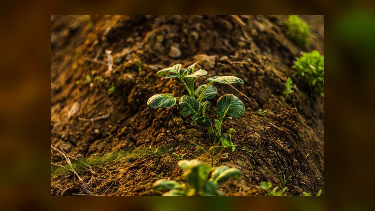 Top 10 ADA Aqua Soil Products 2027 — figure 8