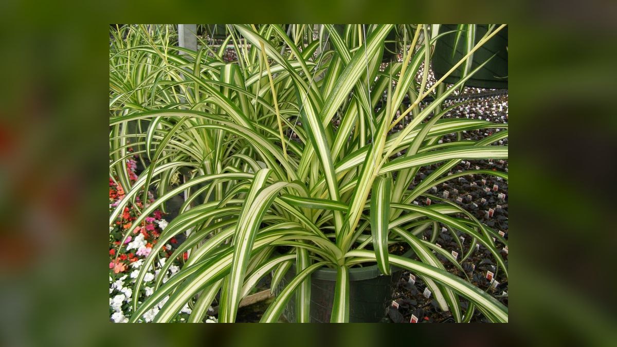 Top 10 Spider Wood for Aquascapes 2027 — figure 5