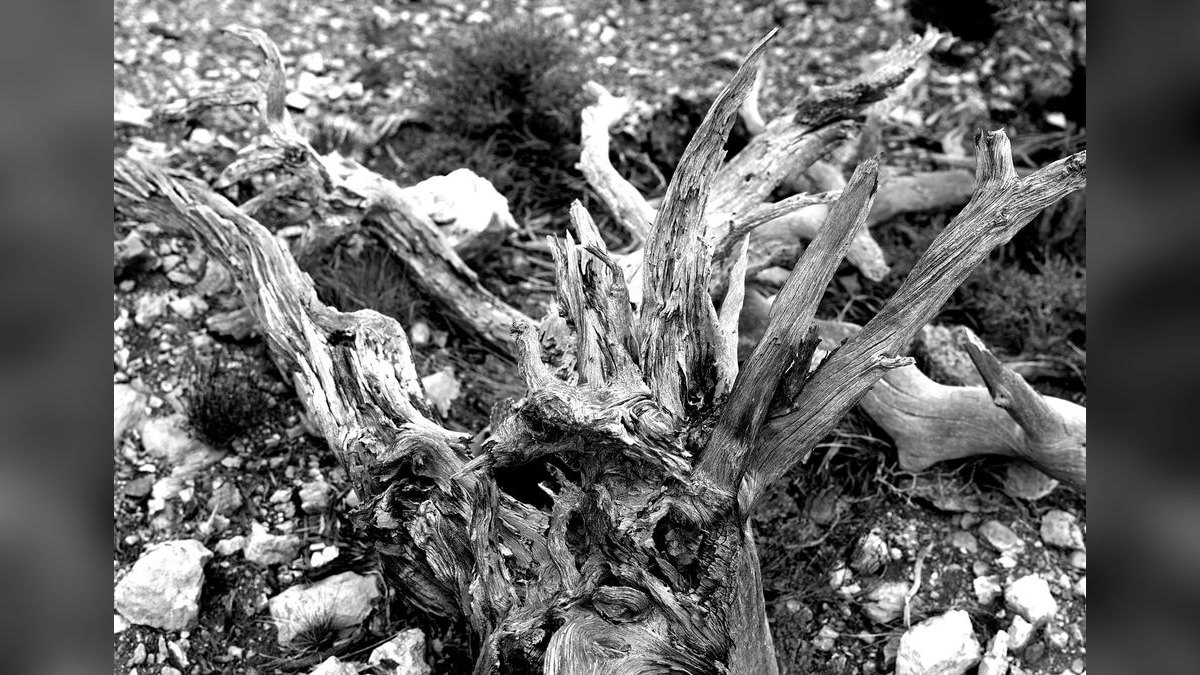Top 10 Manzanita Driftwood Branches 2027 — figure 1
