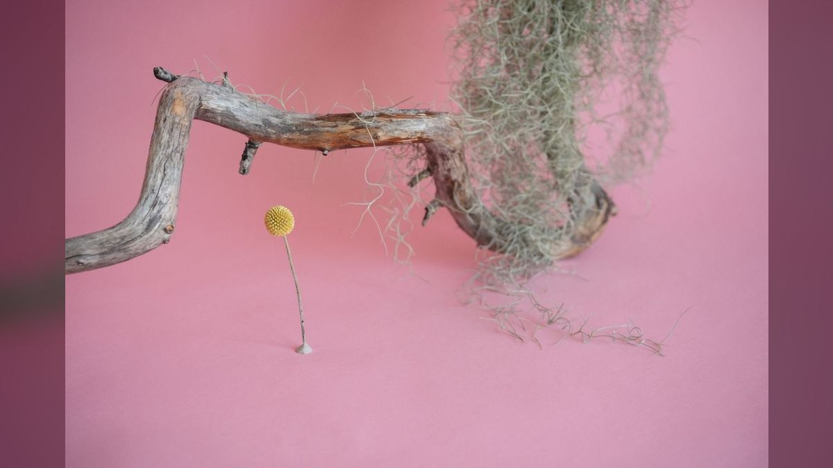 Top 10 Manzanita Driftwood Branches 2027 — figure 2