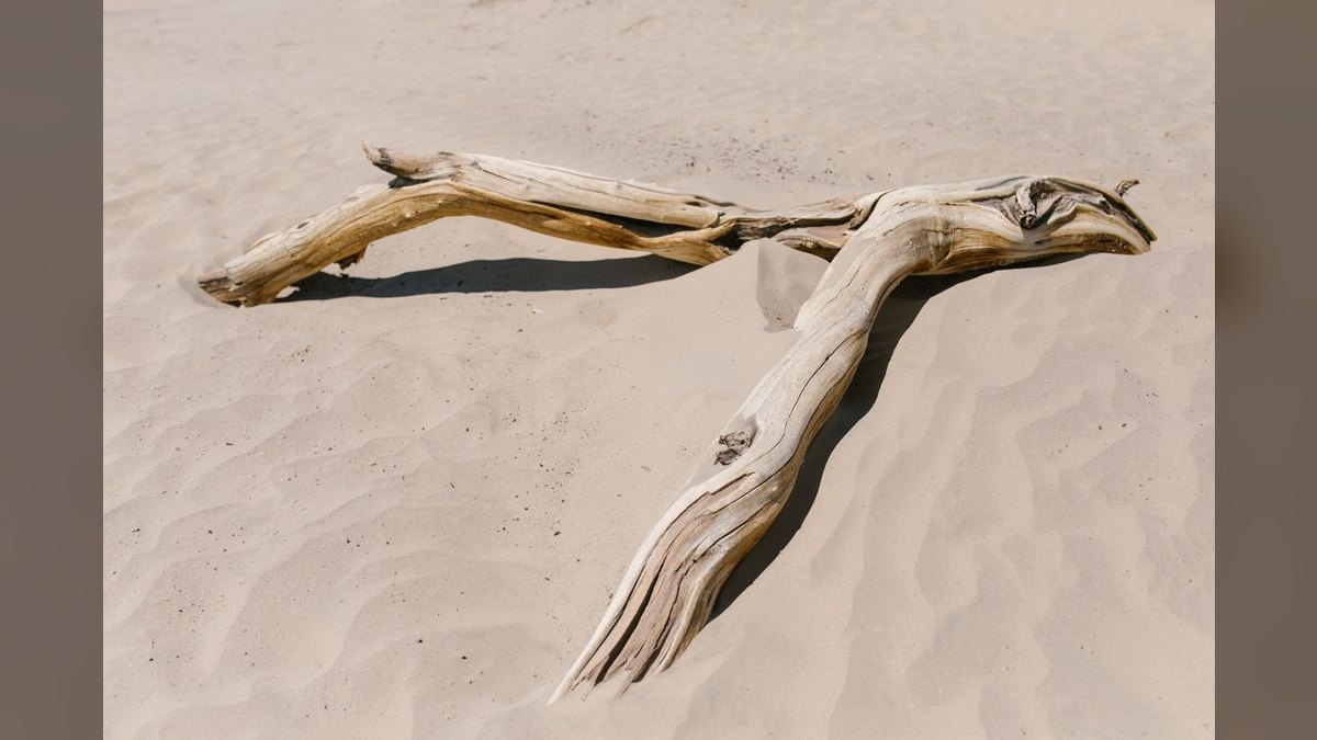 Top 10 Manzanita Driftwood Branches 2027 — figure 3