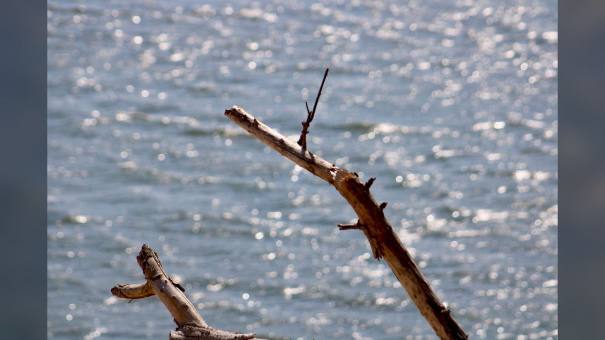 Top 10 Manzanita Driftwood Branches 2027 — figure 4