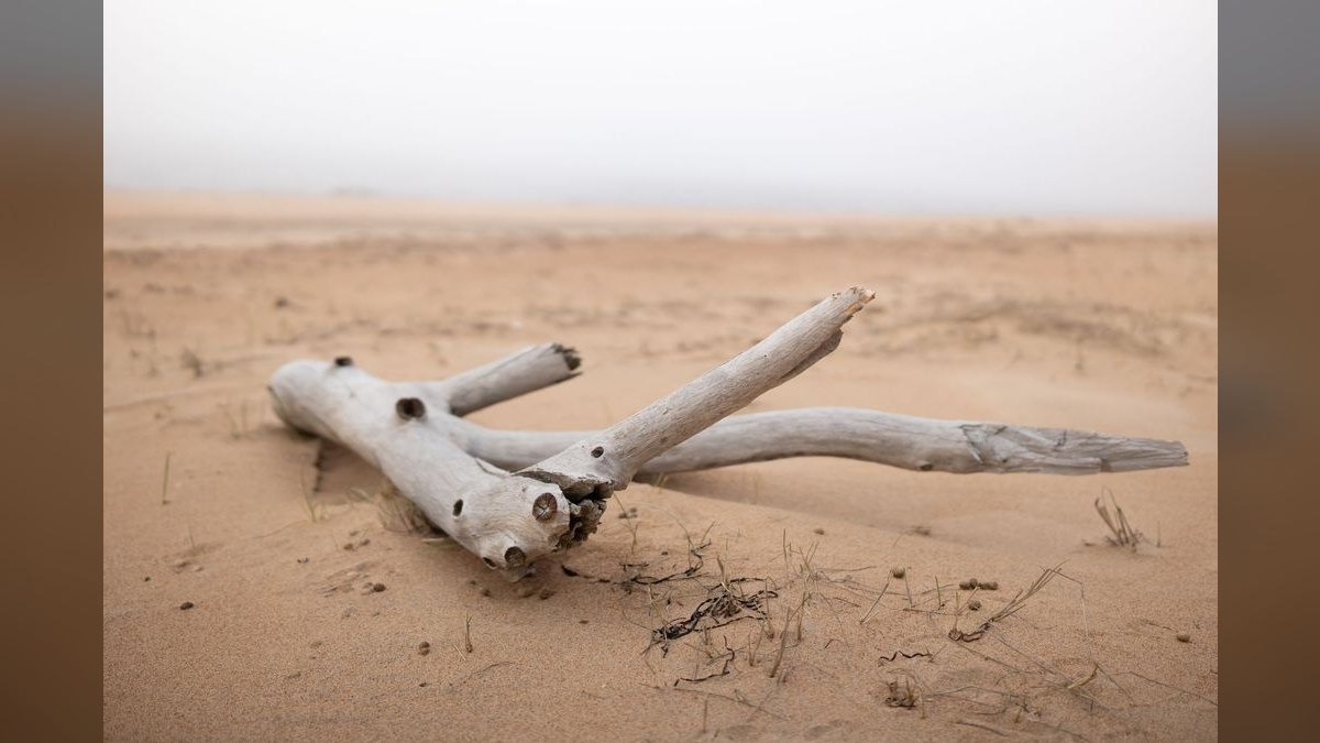 Top 10 Manzanita Driftwood Branches 2027 — figure 6