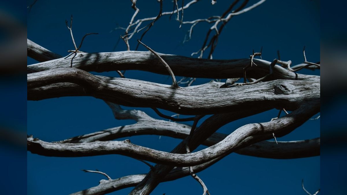 Top 10 Manzanita Driftwood Branches 2027