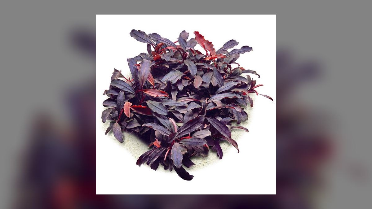 Top 10 Bucephalandra Varieties 2027 — figure 1