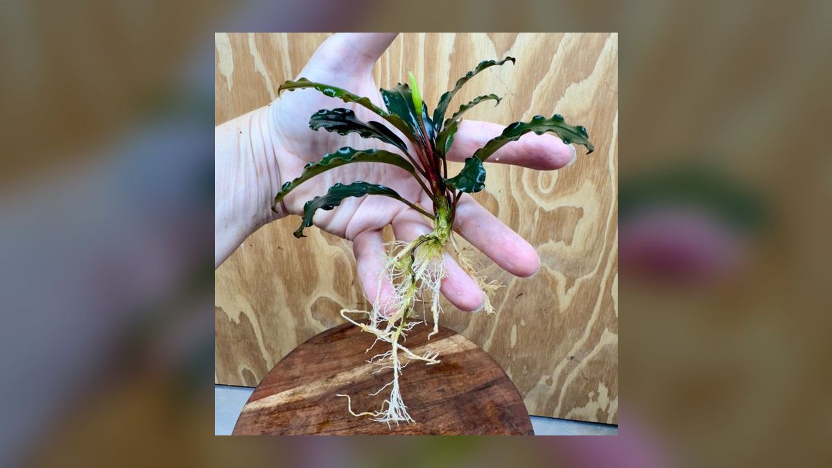 Top 10 Bucephalandra Varieties 2027 — figure 10