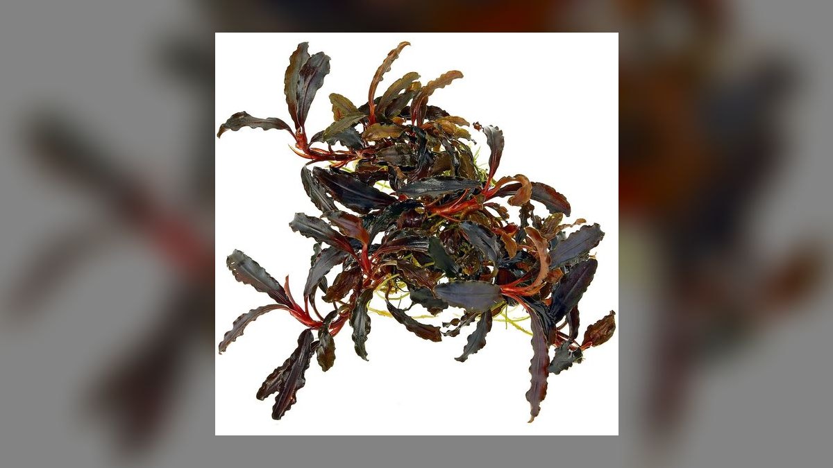 Top 10 Bucephalandra Varieties 2027 — figure 2