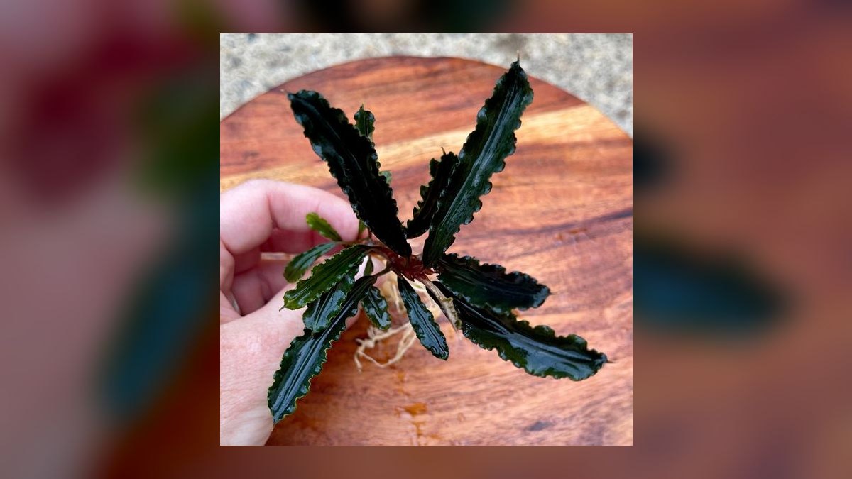 Top 10 Bucephalandra Varieties 2027 — figure 3