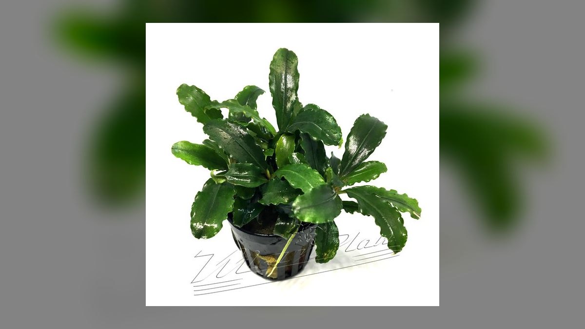 Top 10 Bucephalandra Varieties 2027 — figure 4