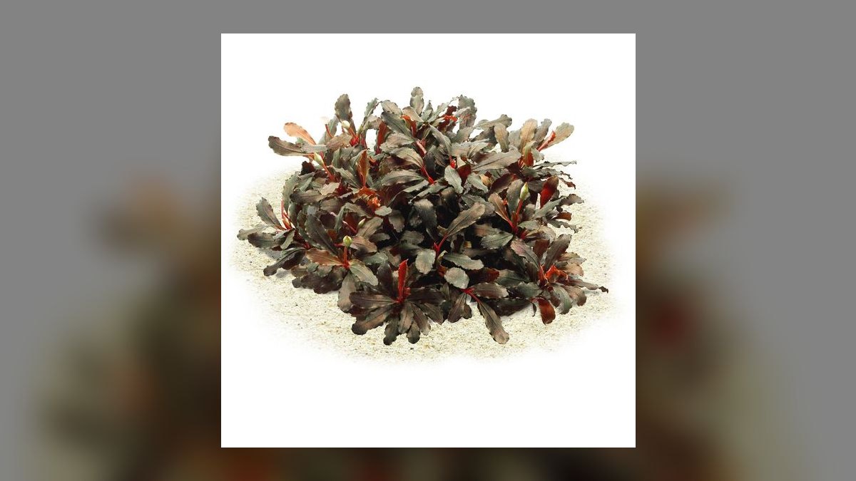 Top 10 Bucephalandra Varieties 2027 — figure 5