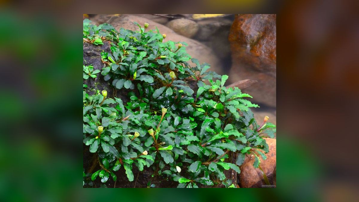 Top 10 Bucephalandra Varieties 2027 — figure 6