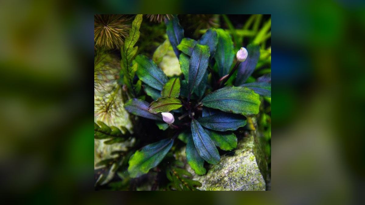 Top 10 Bucephalandra Varieties 2027 — figure 8