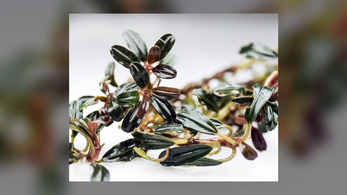 Top 10 Bucephalandra Varieties 2027 — figure 9
