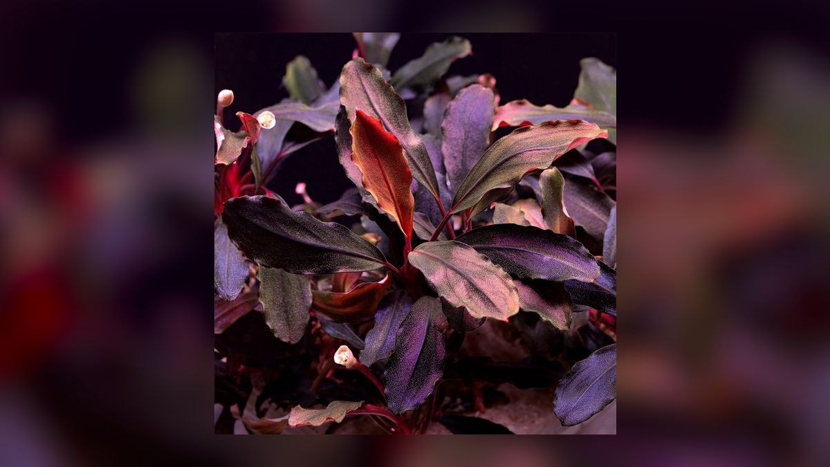 Top 10 Bucephalandra Varieties 2027