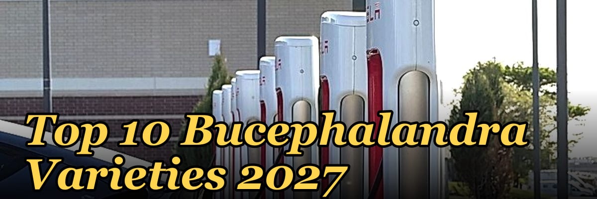 Top 10 Bucephalandra Varieties 2027