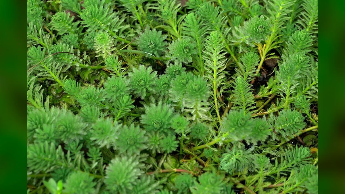 Top 10 Rotala Rotundifolia Types 2027 — figure 4