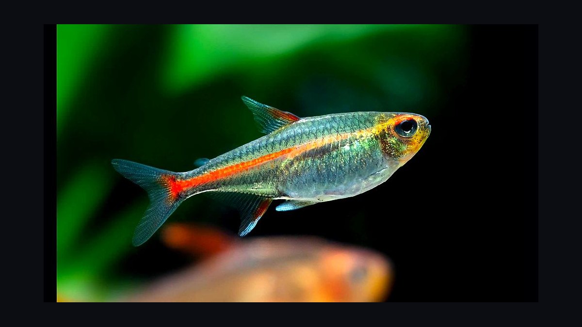 Top 10 Glowlight Tetra Varieties 2027 — figure 10