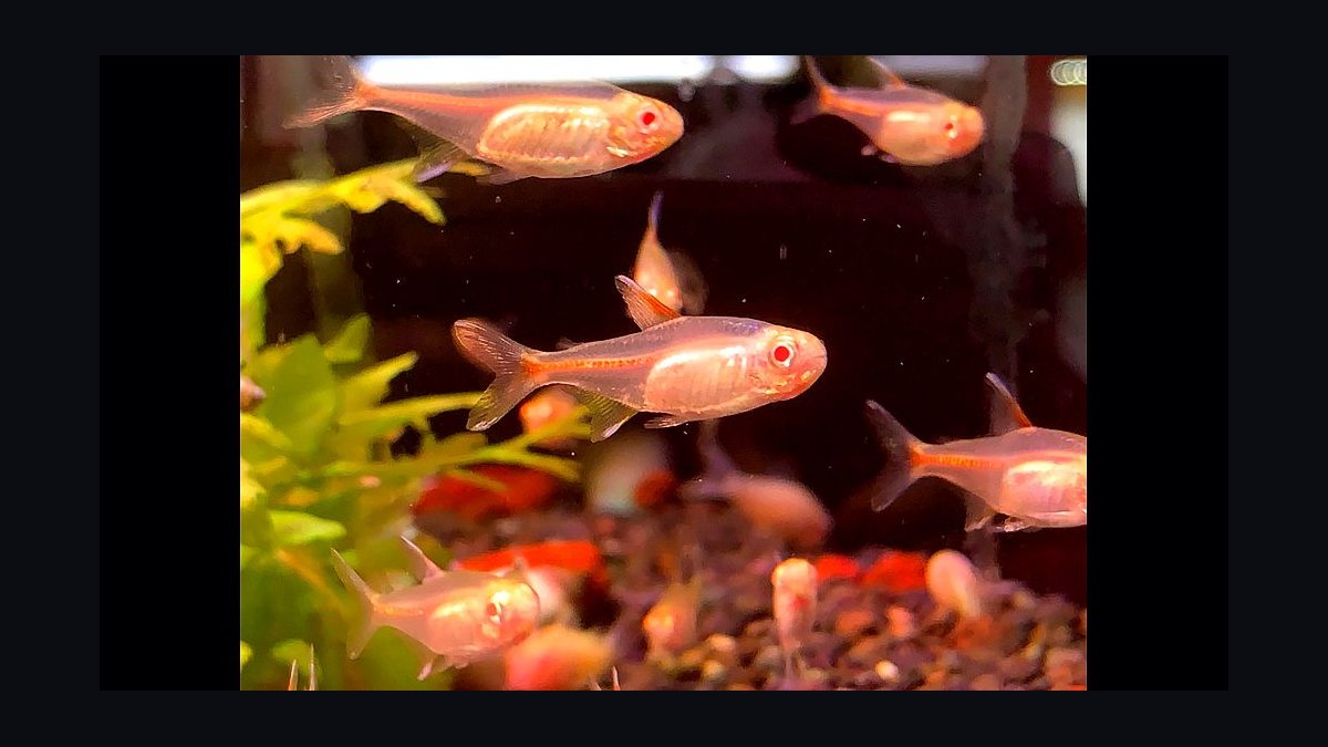 Top 10 Glowlight Tetra Varieties 2027 — figure 7