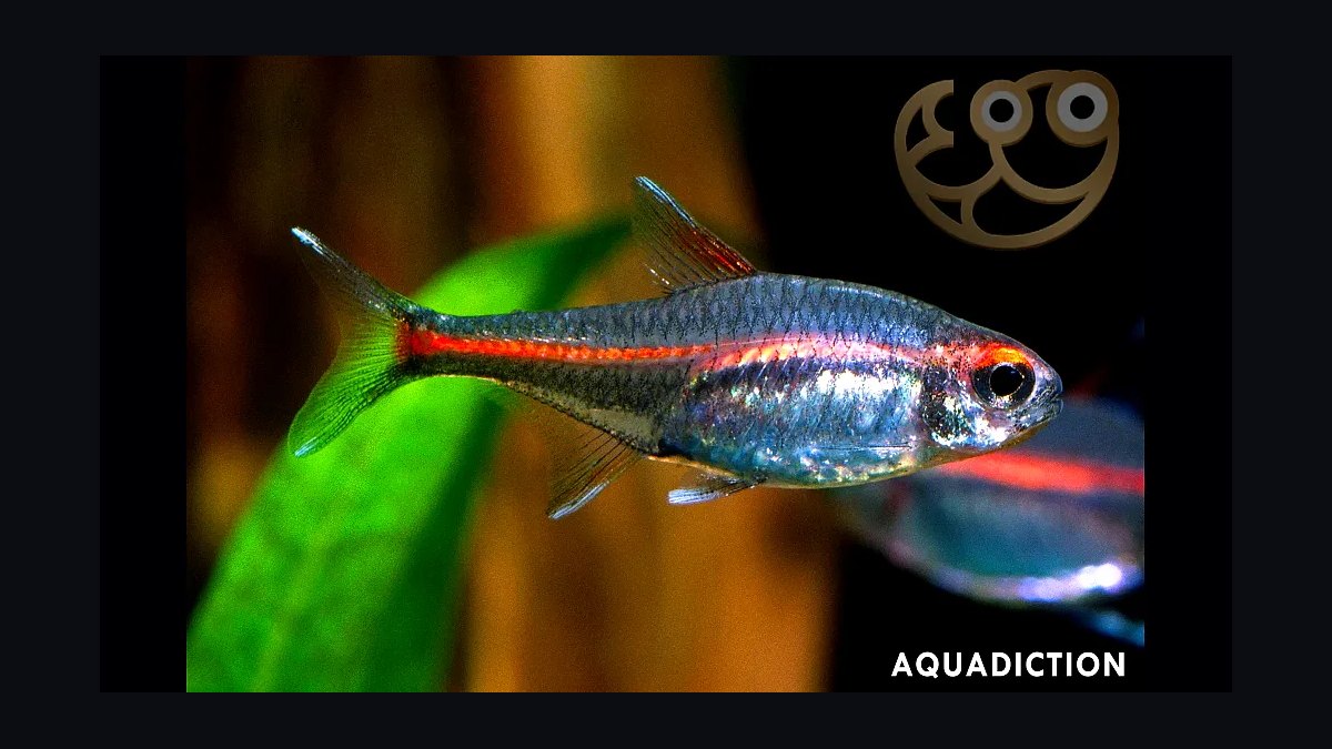 Top 10 Glowlight Tetra Varieties 2027 — figure 8
