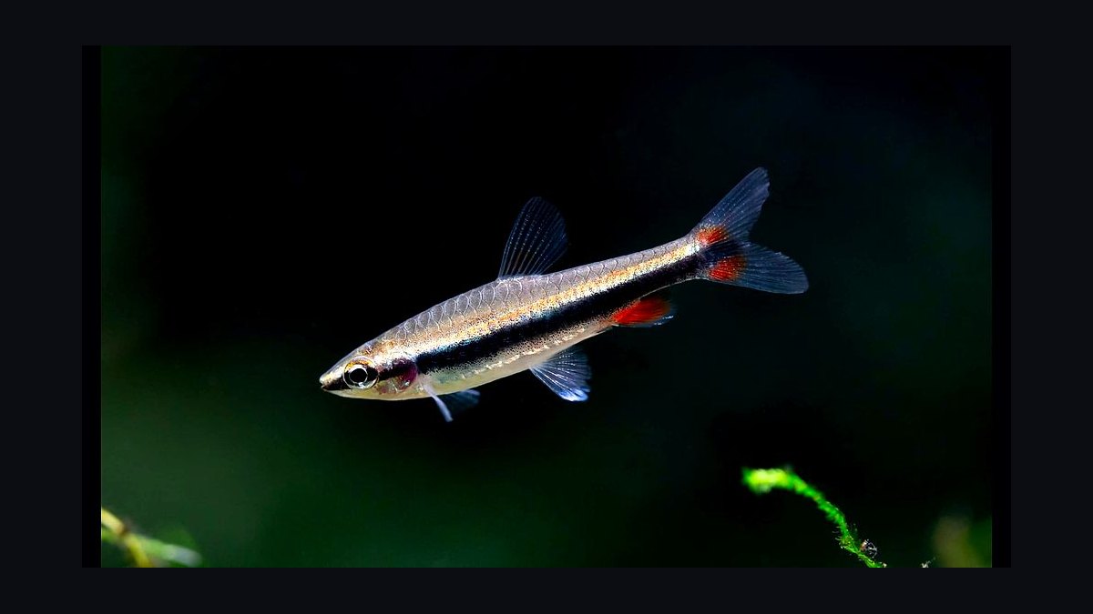 Top 10 Glowlight Tetra Varieties 2027 — figure 9